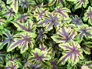 tiarella-jeespers-creepers