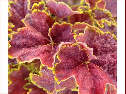 _heuchera-miracle_