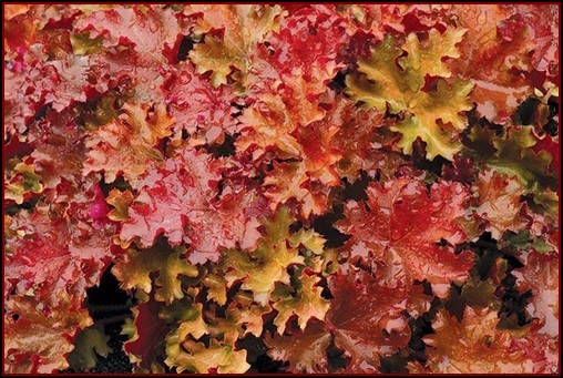 heuchera-fire-chief