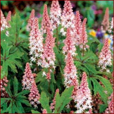 tiarella-pink-skyrocket-l