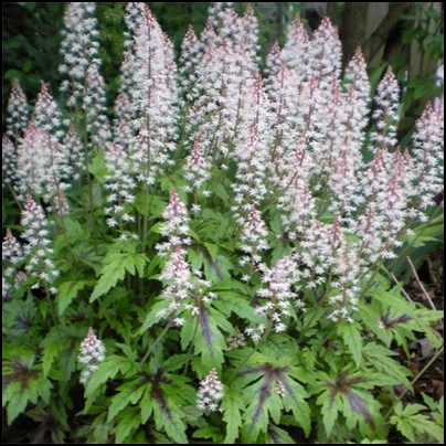 tiarella-sugar-and-spice-