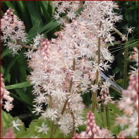 tiarella-tiger-stripe