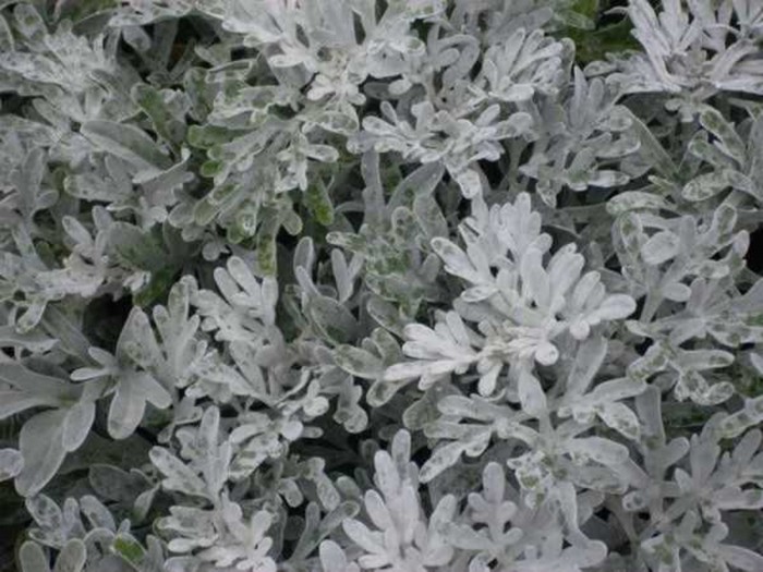 Artemisia stelleriana Boughtom sylver