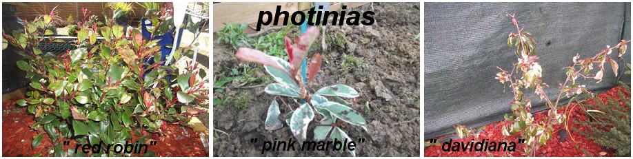 Les photinias , arbustes riches en couleurs 