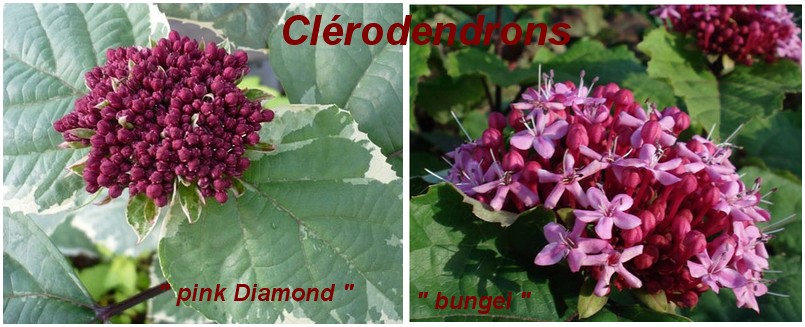 Clérodendrons