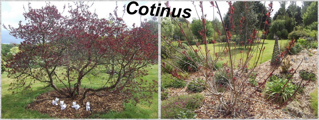 Deux variétés de " cotinus"