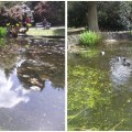 Joli bassin avec sa famille de canards