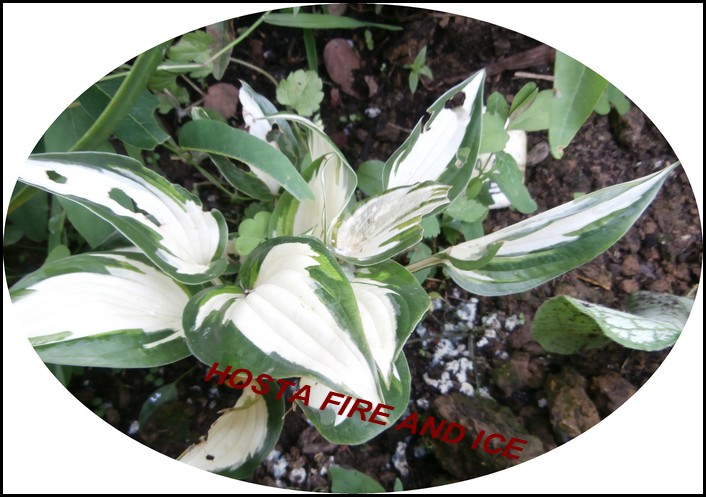 HOSTA "FIRE AND ICE " 