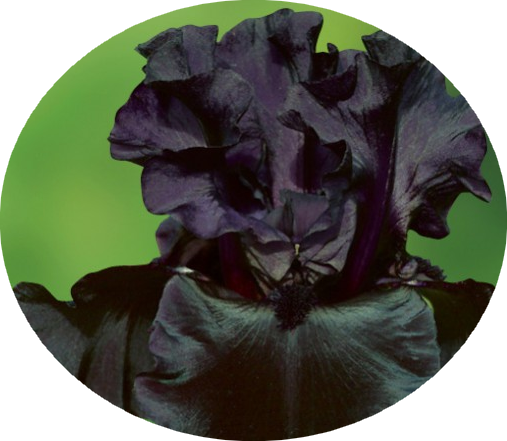  Iris " black dragon"